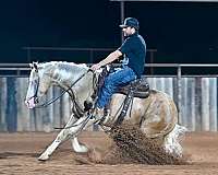 trail-quarter-horse