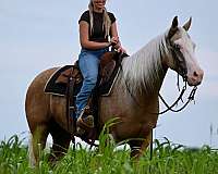 trail-riding-quarter-horse