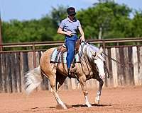 working-cattle-quarter-horse
