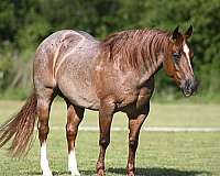 athletic-quarter-horse
