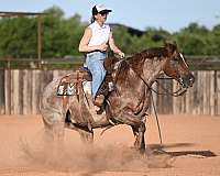calf-roping-quarter-horse