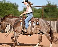 cutting-quarter-horse
