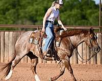 flashy-quarter-horse