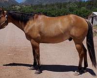 dun-star-lh-sock-horse