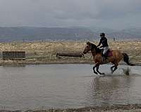 star-lh-sock-horse