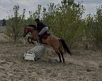 cross-country-quarter-horse