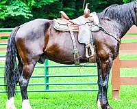 team-penni-warmblood-horse