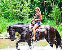 all-around-warmblood-horse