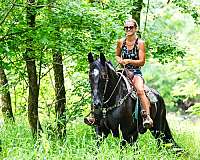athletic-warmblood-horse