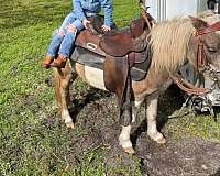 lesson-pony