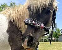 beginner-pony