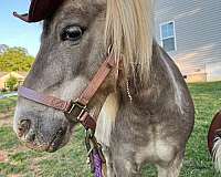 kid-safe-pony