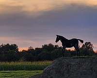 tennessee-walking-horse-for-sale