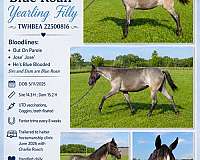 blue-roan-roan-twhbea-filly-yearling