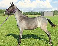 tennessee-walking-filly
