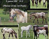 aphc-stallion-appaloosa-horse