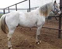 aphc-stallion-horse
