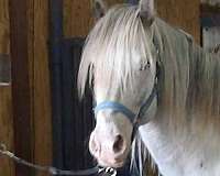 lplp-stallion