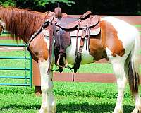 all-around-paint-horse