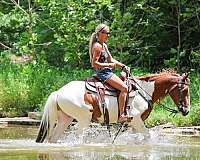 athletic-paint-horse