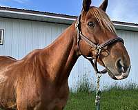 beginner-thoroughbred-horse
