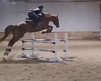 dressage-thoroughbred-horse