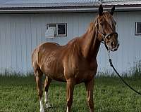 drill-team-thoroughbred-horse