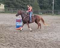 quarter-horse-mare