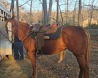 quarter-horse