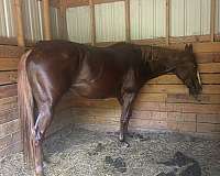 quarter-horse-for-sale