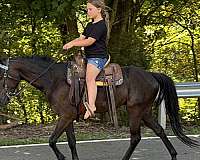 beginner-belgian-horse