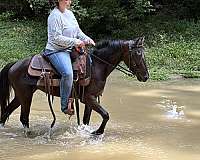 english-pleasure-belgian-horse