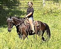experienced-belgian-horse