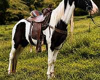 companion-quarter-horse