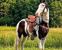 field-trial-quarter-horse