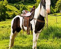 halter-quarter-horse