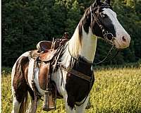 liberty-mare