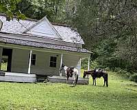 around-quarter-horse