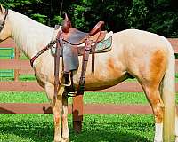 all-around-quarter-horse