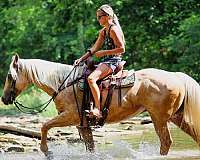 athletic-quarter-horse