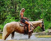 beginner-quarter-horse