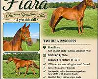 halter-horsemanship-tennessee-walking-horse