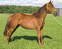 chestnut-tennessee-walking-filly-yearling