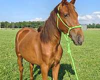 chestnut-halter-horsemanship-horse