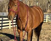 all-around-quarter-horse