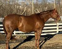 athletic-quarter-horse