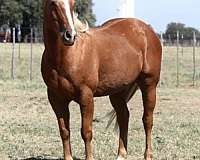 all-around-quarter-horse