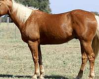 athletic-quarter-horse