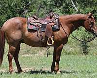 all-around-quarter-horse
