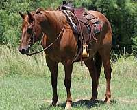 athletic-quarter-horse